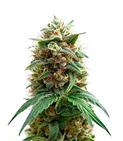 Purple OG Punch Seeds