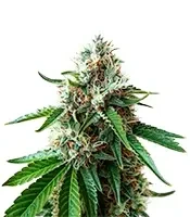 Rainbow Candy feminized seeds