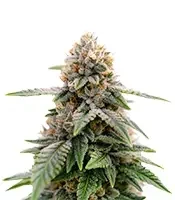 Super Sour Diesel Seeds