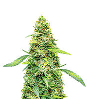Super Lemon Haze Auto Feminized Seeds (Herbies Seeds USA)