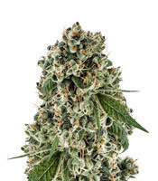 Graines de cannabis Tahoe Cure (Pyramid Seeds)