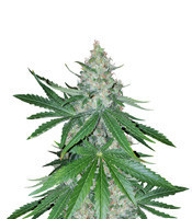 Critical Kush regular seeds