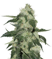 King Kong feminized seeds