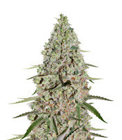 Super Critical (GHS) Cannabis-Samen