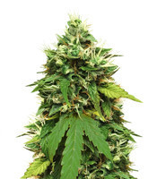 Graines de cannabis Big Bud Autoflower (Seedstockers)
