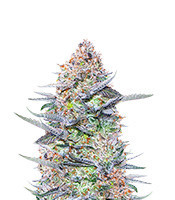 Buddha Kush OG feminized seeds