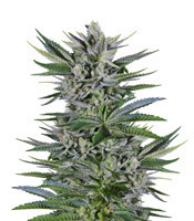 Quick Gorilla feminized seeds