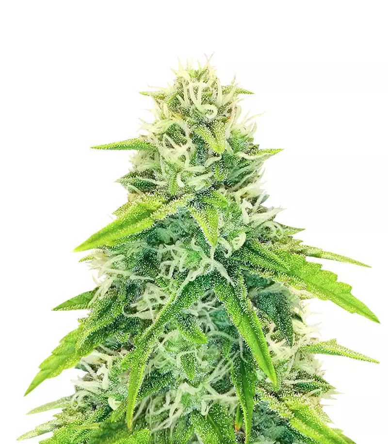 Big Bud Auto