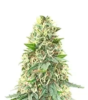 Big Bud Fast Version Seeds (Herbies Seeds)