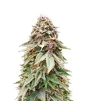 Blackberry Moonrocks Seeds (AlphaFem Seeds)