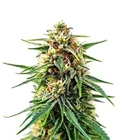 Blue Haze x Gelato 41 Auto Seeds