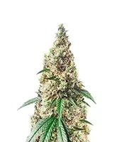Chocolate Thai Seeds (Herbies Seeds)