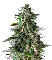 Highcloudz Seeds