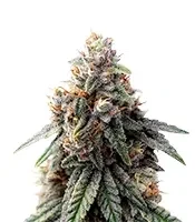Sorbet Stash feminized seeds