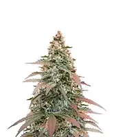 Graines féminisées de Super Boof Auto (Fast Buds)