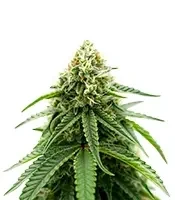 Graines de cannabis Sweet Critical CBD (00 Seeds)