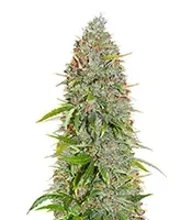 Wedding Cake Autoflower Seeds (Herbies Seeds)