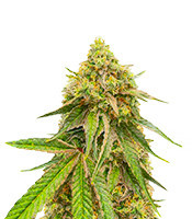 Watermelon Zkittlez Fast Version Feminized Seeds (Easy Grow Seeds)
