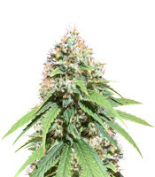 Graines de cannabis Alien OG regular (Cali Connection Seeds)