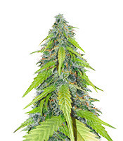 Auto Chemdog (Auto Seeds) Cannabis-Samen