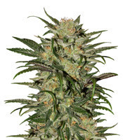 Graines de cannabis Blue Dream CBD (Humboldt Seeds)