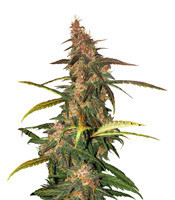 Lemonberry Haze Auto feminized seeds