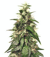 Sensi Skunk Regular Seeds