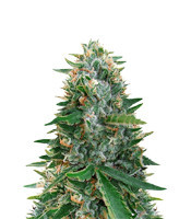 Sugar Black Rose Early Version Feminized Seeds (Delicious Seeds)