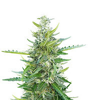 Ak Automatic feminized seeds