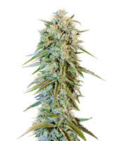 Blue Fire (Humboldt Seeds) Cannabis-Samen