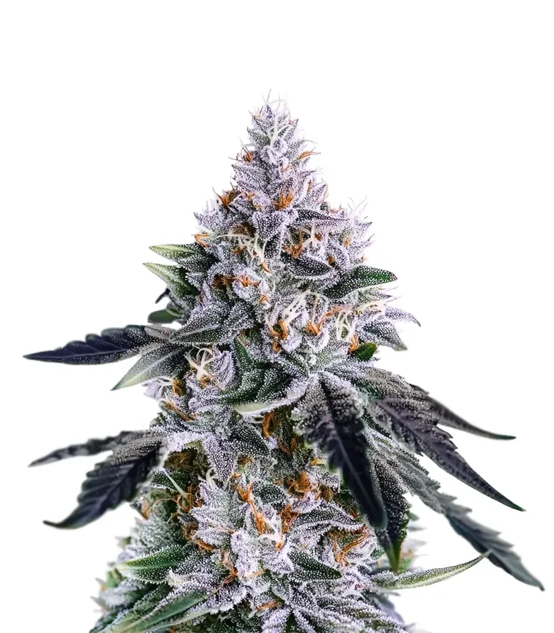 Banana Daddy R1 Seeds (Ethos Genetics)