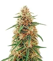Doctor Shiva Auto (Flash Seeds)