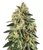 GH Cheese x Lemon Wookie Glue (GHS)