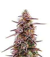 Mandarin Cookies Seeds