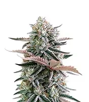Graines féminisées de Mendo Frost Auto (Fast Buds)