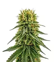 OG Kush Seeds