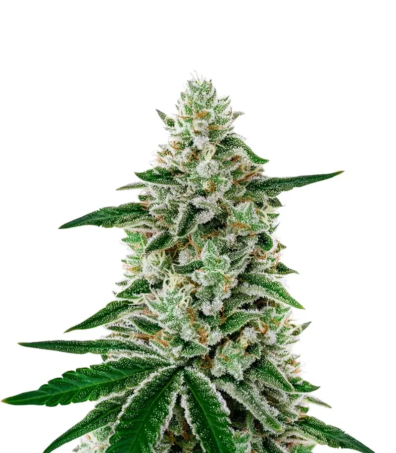 Semi Femminizzati Shishka Lemonade (Green House Seeds)