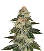 Stardawg feminized seeds