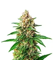 Willie Nelson Seeds
