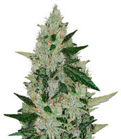 White Diesel Haze Auto (White Label Seeds) Semi Autofiorenti