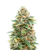 Auto Skunk 47 feminized seeds