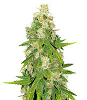 Blue Cheese (Big Buddha Seeds) Cannabis-Samen