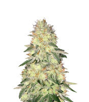 Crazy Lazy (Positronics Seeds) Cannabis-Samen