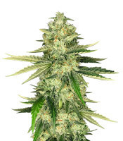 Graines de cannabis Hawaiian Snow x Wedding Cake x Gelato 33 (GHS)