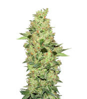 King Kong Auto (Dr Underground) Cannabis-Samen