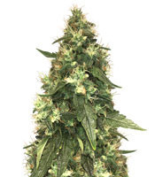 Buy Northern Lights feminized seeds (Seed Stockers)