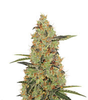 One Love Haze (Positronics Seeds) Cannabis-Samen