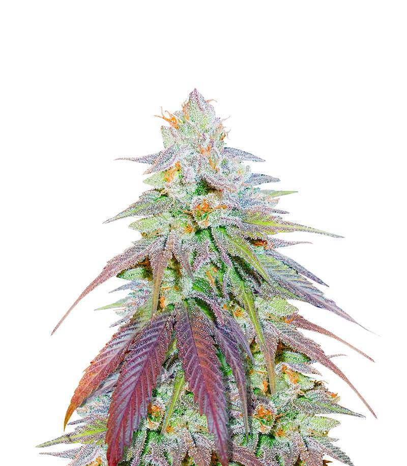 Orange Bud (Herbies USA Express)