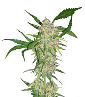 Graines de cannabis U2 Regular (Mr. Nice Seedbank)