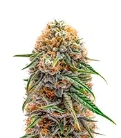 Graines de cannabis Big Domina Auto (Freedom of Seeds)